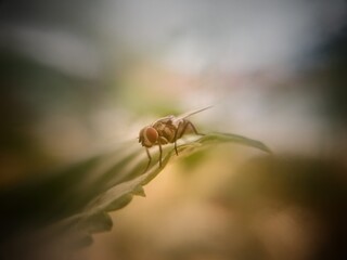 House fly are common flies we can found