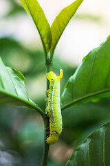 Close up green worm or Daphnis neri worm on the stick tree in nature and enviroment