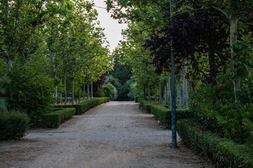 Calle en parque con árboles 