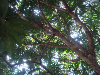 sun rays in the forest