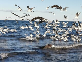 Seagulls over fishing net