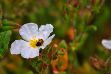 Beetle pollinating on a daisy