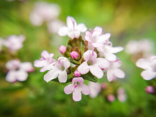 Fototapeta premium pink flowers in spring. Thyme flower. Macro photography of nature