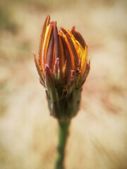 close-up of a dry dandelion. Macro photography of nature