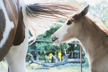 Brown foal horse on farm with paint mare mom, tail swish during summer.