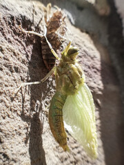 Close-up of a Dragonfly. Birth of a dragonfly. Macro photography of nature. Animal. 