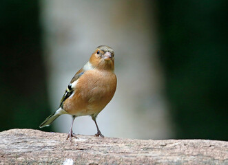 Male chaffinch perched in the woods