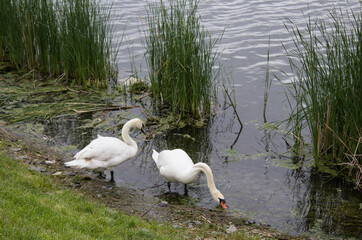 A pair of swans drink water and wash themselves on the Bank of a pond