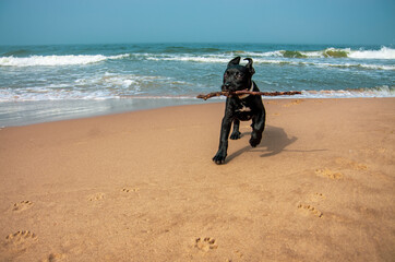 Pies z drewnianym kijem w pysku biegnie po plaży. 