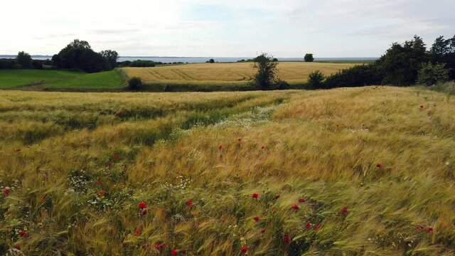Wheat field with poppies video footage, camera moving upwards