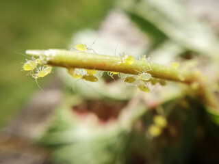 aphids walking on a leaf. Macro photography. 