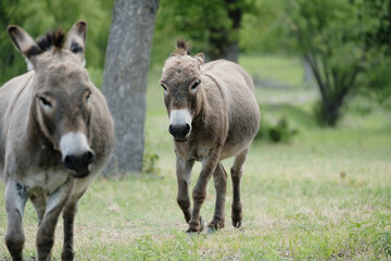 Funny mini donkeys playing with ears pinned in green field on farm.
