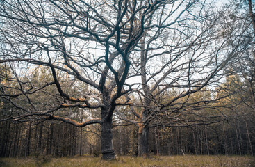 picturesque oak forest in the center of europe