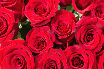 Natural background of red roses. A bouquet of dark red roses