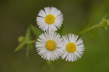 흰색 잎을 가진 야생화 꽃