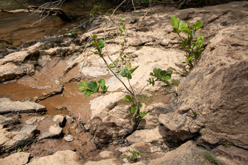 small tree growing out of rocks