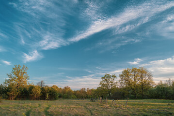 Picturesque oak forest in the center of Europe