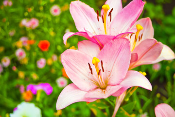 Fototapeta na wymiar Pink beautiful lily flowers in the garden