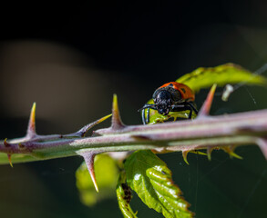Ladybug among the thorns of a bush