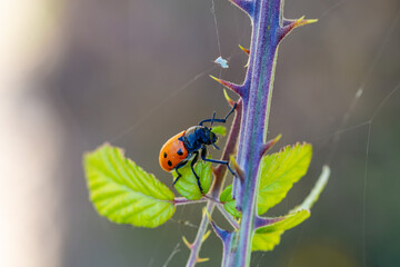 Ladybug among the thorns of a bush