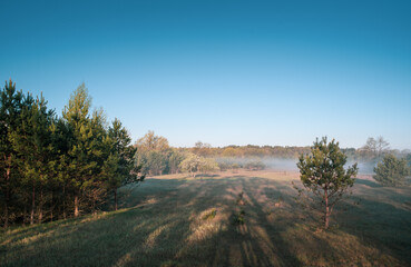 Early morning in the oak forest on the shore