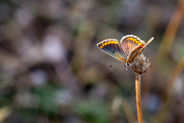 Small orange butterfly with ocelli perched on a flower already dried by heat