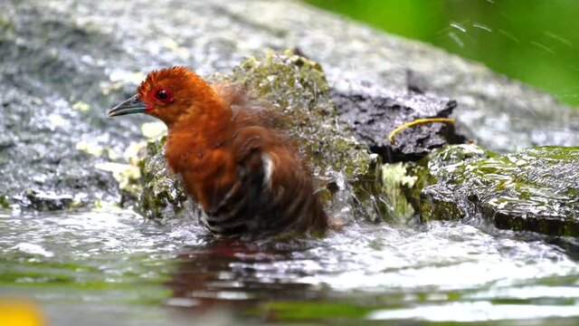 Red-legged Crake; Rallina fasciata bird playing in the pond.