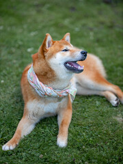 Shiba inu japanese dog puppy. 