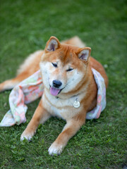 Shiba inu japanese dog puppy. 