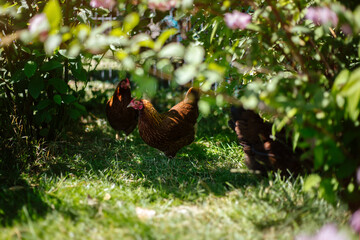 Hühner im Garten der Rasse Zwerg Welsumer