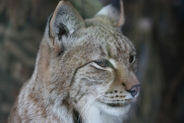 portrait of a lynx