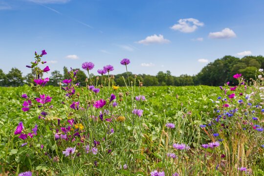 Nature-inclusive or circular and sustainable agriculture with wild flowers along potato field in the Netherlands, Europe