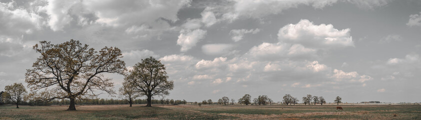 Picturesque oak forest in the center of Europe