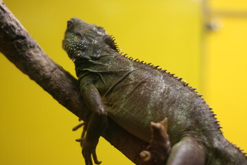 iguana on a tree