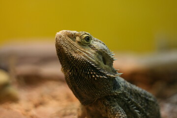 bearded dragon lizard