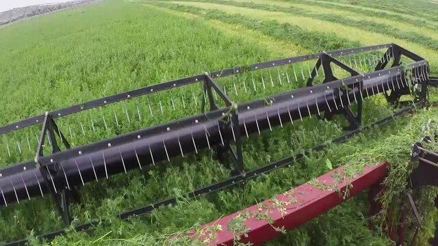 Harvester alfalfa and inflorescences from the field. forage. first person