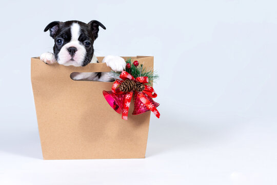 Boston Terrier Puppy In A Gift Paper Bag With A Bouquet Of Christmas Trees, Cones And Bells.