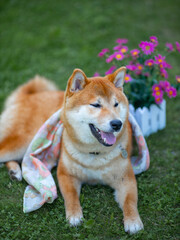 Shiba inu japanese dog puppy. 