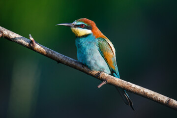 Golden bee-eater sitting on a branch