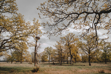 Obraz premium Picturesque oak forest in the center of Europe