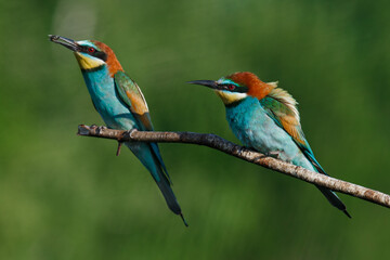Golden bee-eater sitting on a branch