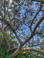 tree in the park