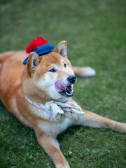 Shiba inu japanese dog puppy in funny hat