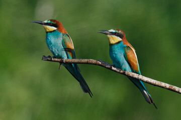 Golden bee-eater sitting on a branch