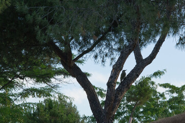 las drzewa zieleń przyroda liście niebo niebieskie