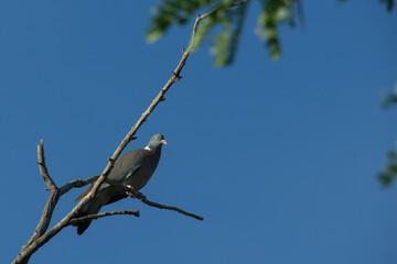 gołąb ptak niebo niebieskie natura
