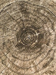 cross section of tree trunk, old wooden texture.