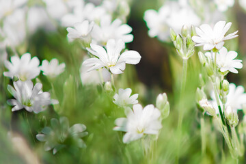 white flowers on green background. Blurred of flowers blooming.