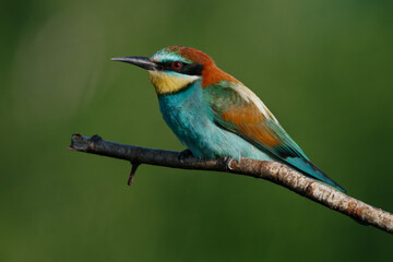 Golden bee-eater sitting on a branch