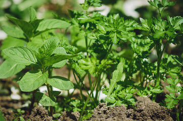 Young sprouts of mint and parsley grow in the garden in spring.